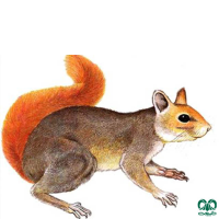 گونه سنجاب ایرانی Sciurus anomalus